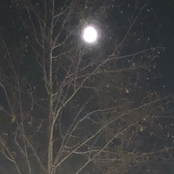 Meet your Posher, Eloise - Picture 1 of 1